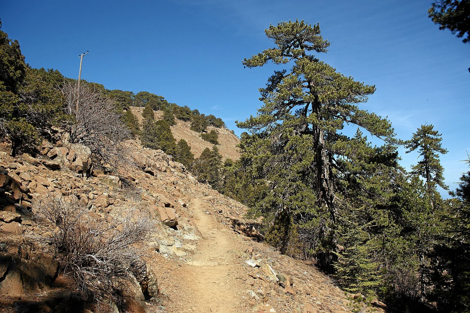 Black pines along the Artemis nature trail, Troodos