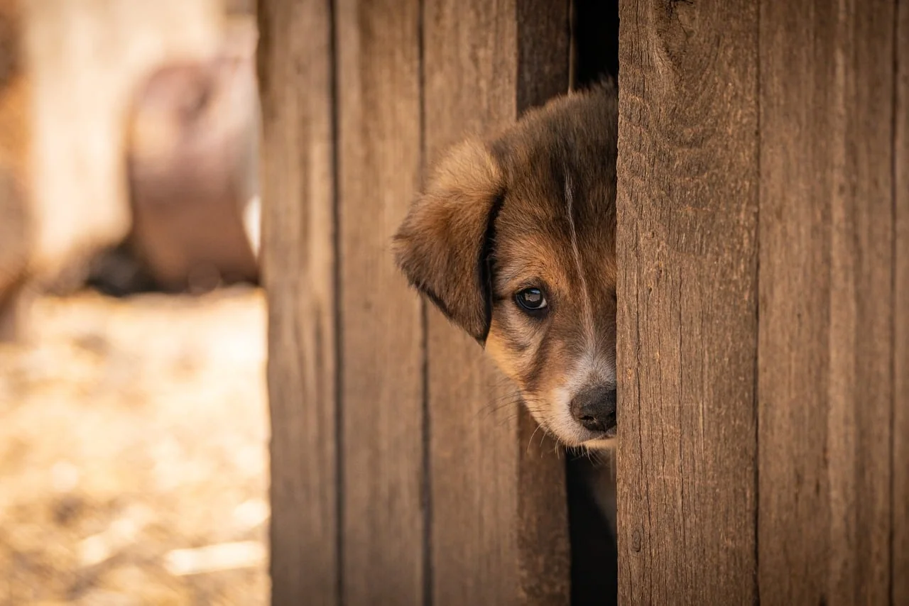 Rescue dog looking out from a shelter kennel