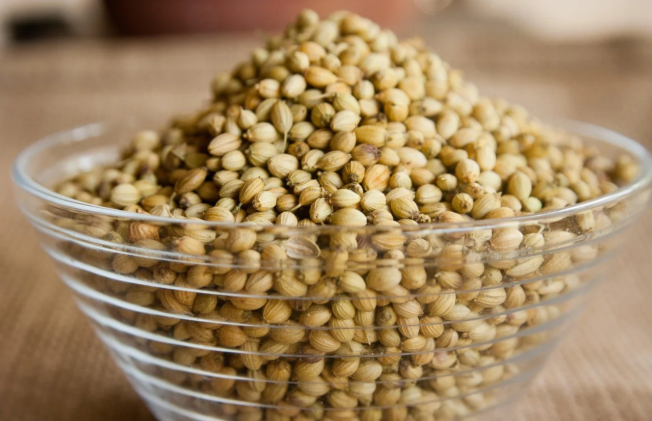 Coriander seeds, the spice that defines Cypriot afelia