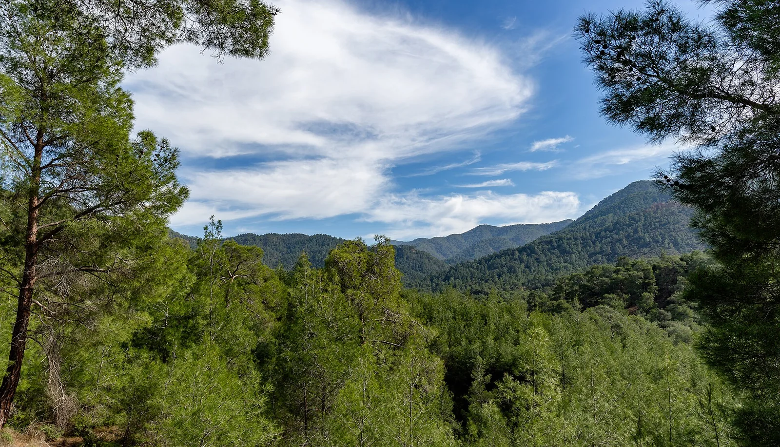 Pine forest campsite in the Troodos Mountains, Cyprus