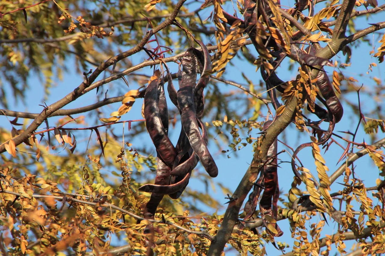 Ripe brown carob pods hanging on a carob tree, the black gold of Cyprus
