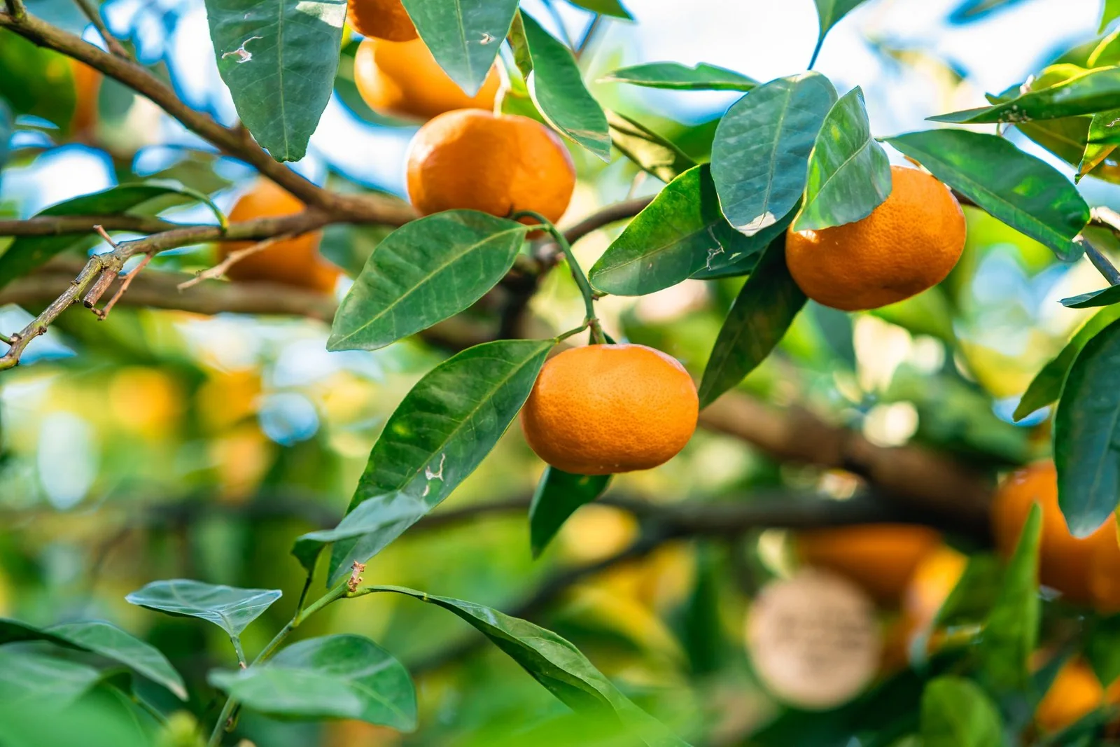 Close-up of ripe mandarins on a tree for the Mandarin Festival in Cyprus