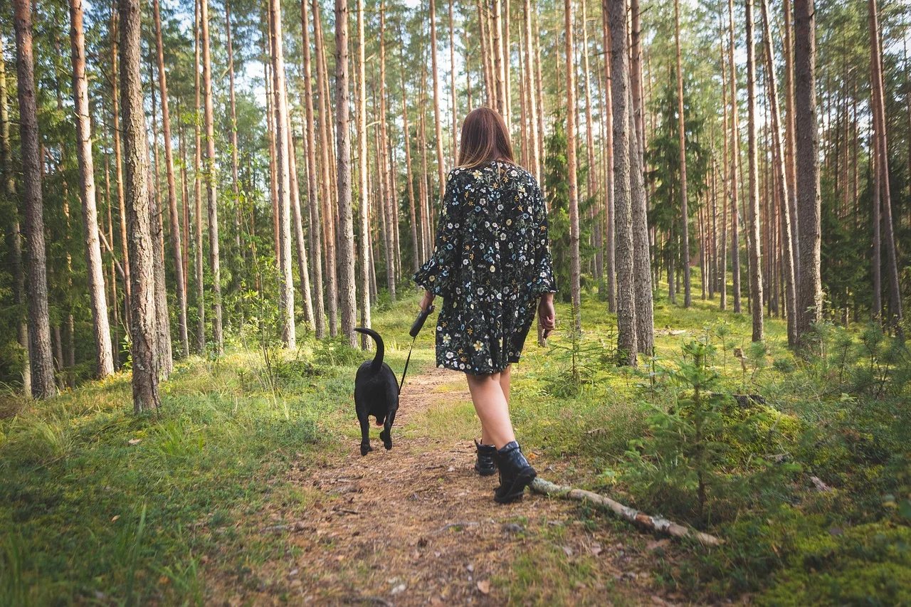 Dog on a lead wearing a bright orange high-visibility vest on a countryside path in autumn