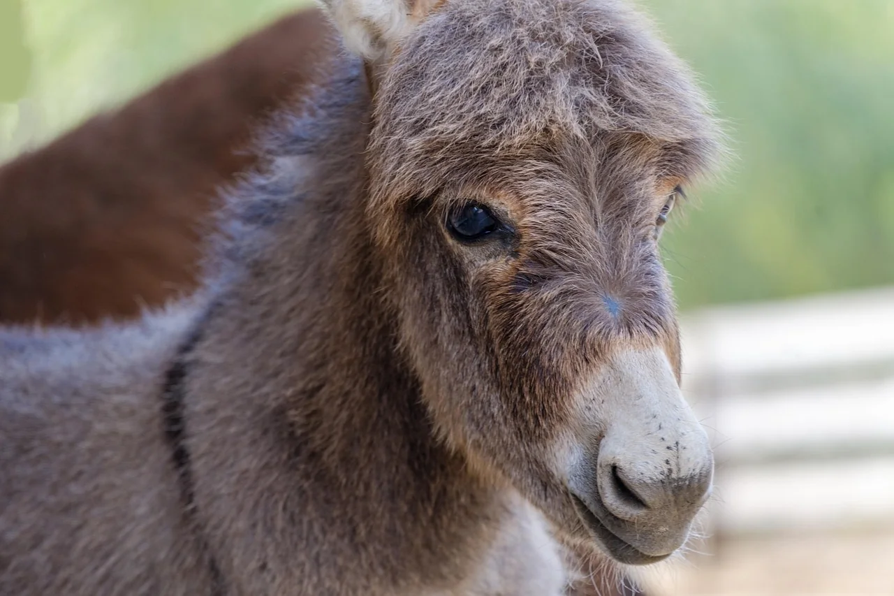 Child feeding a donkey on a farm