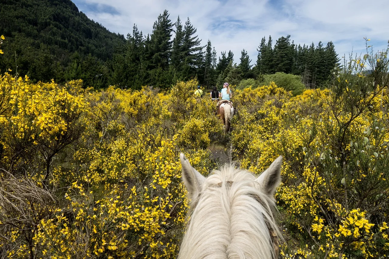 Rider on horseback on a countryside trail ride in warm evening light