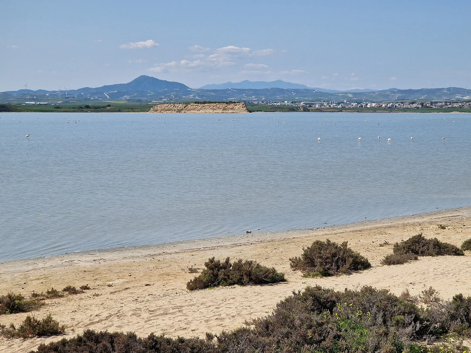 Flamingos at Larnaca Salt Lake with Hala Sultan Tekke