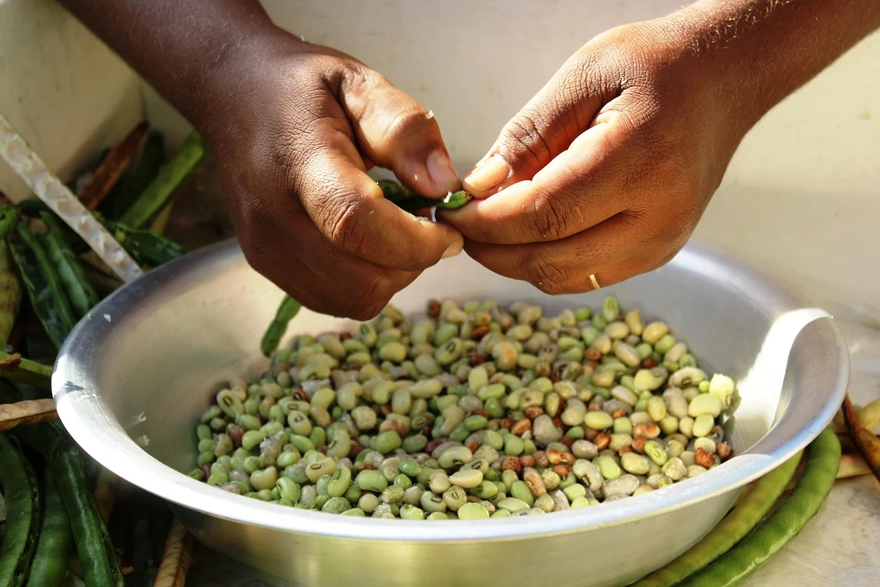 Black-eyed beans, the base of Cypriot louvi