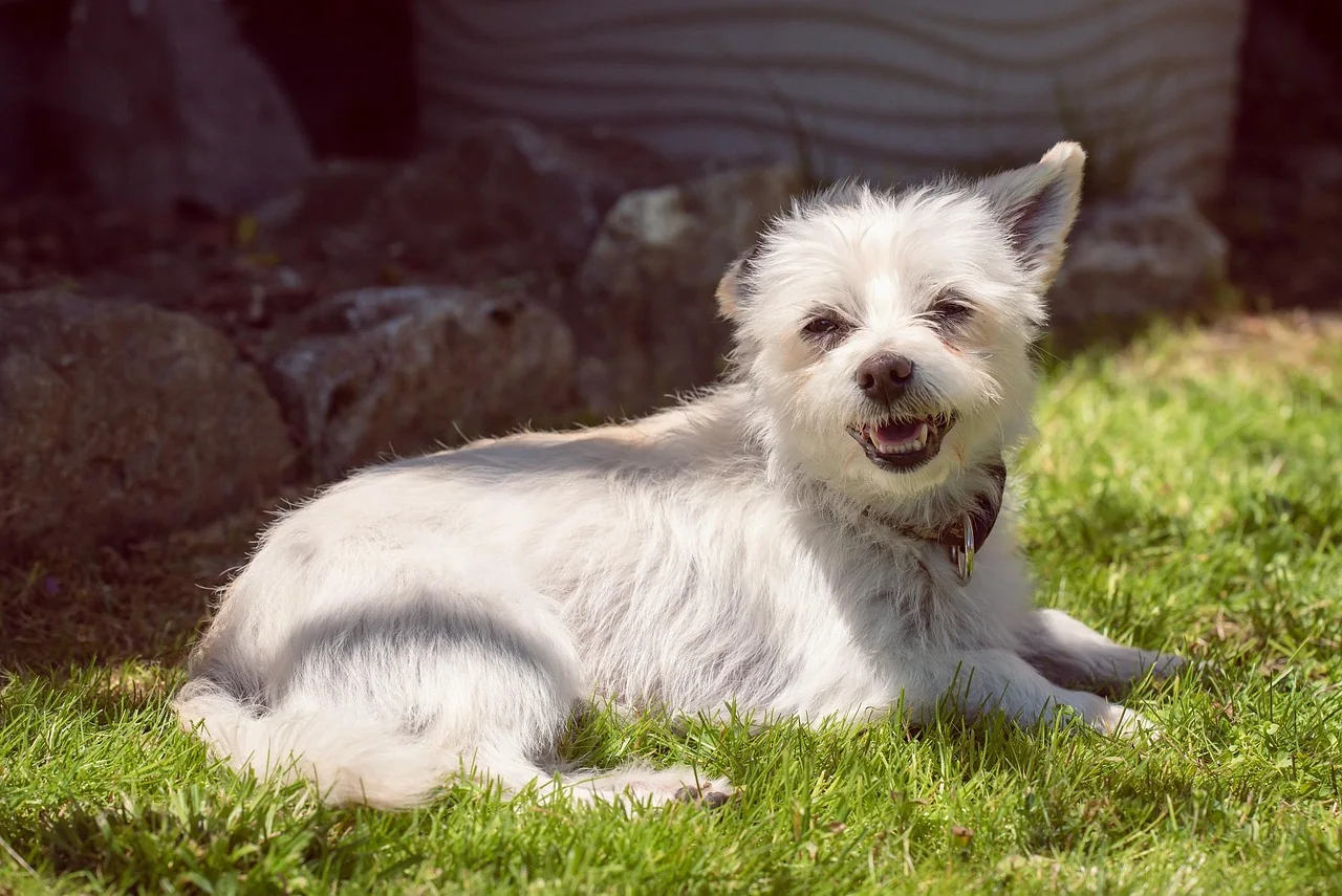 Dog resting in the shade on a hot summer day
