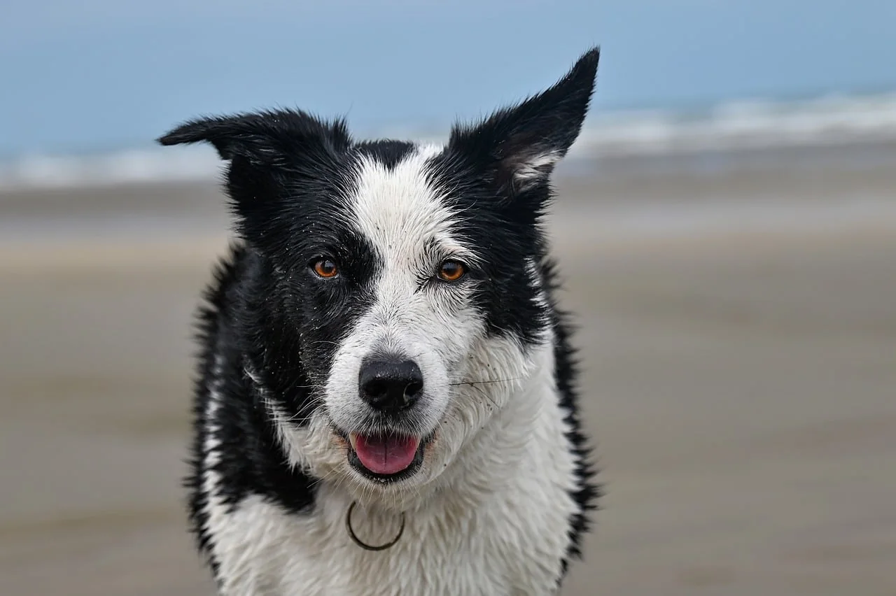 Dog running on a sunny beach by the sea