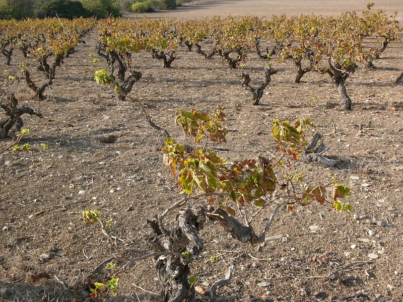 Cyprus wine, a traditional Cypriot product