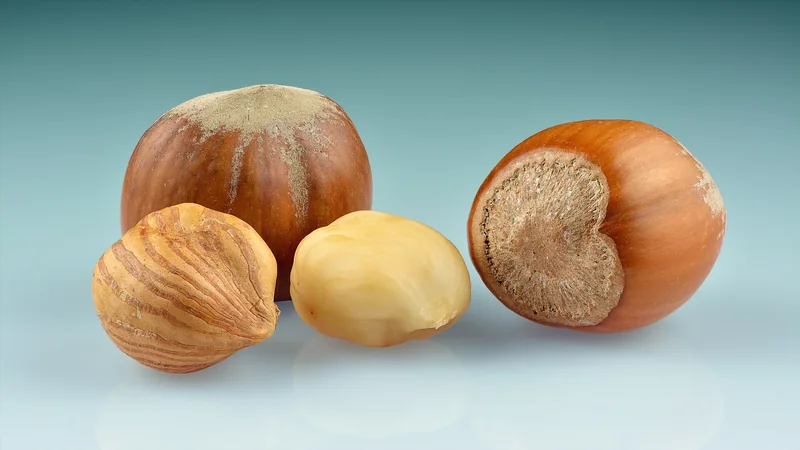 Pitsilia hazelnuts, a traditional Cypriot product
