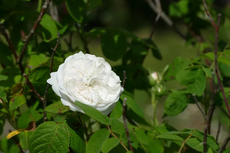 Rodostagma Agrou (Agros rose water), a traditional Cypriot product