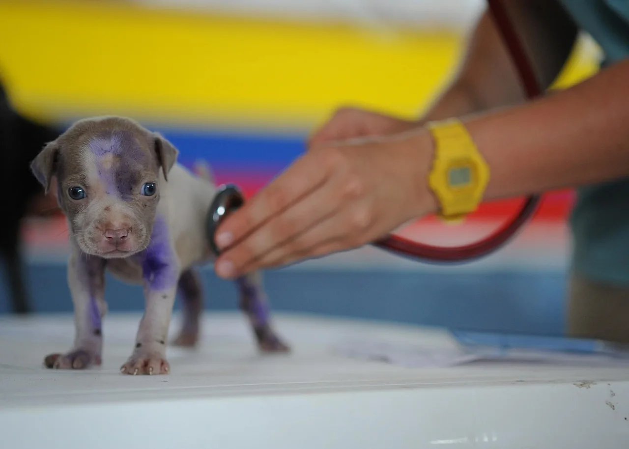 Vet examining a dog at a veterinary clinic