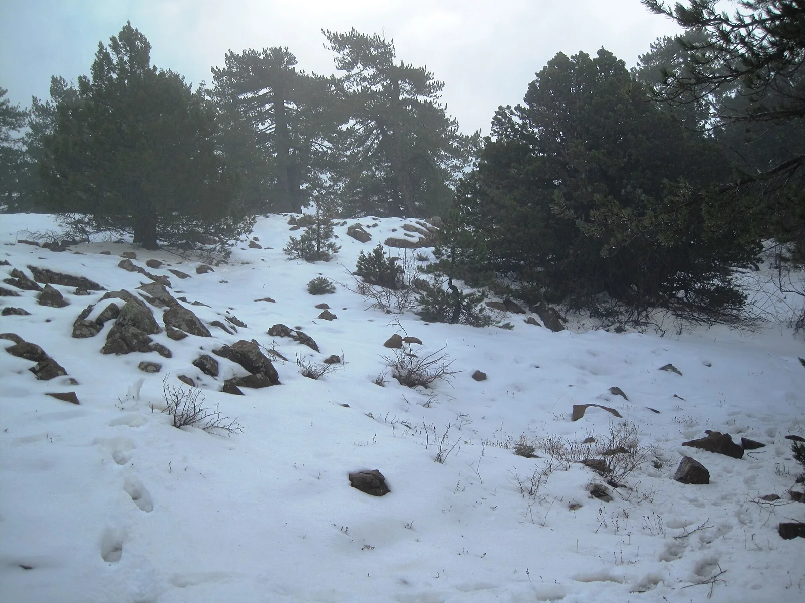 Snow-covered pine trees in the Troodos mountains