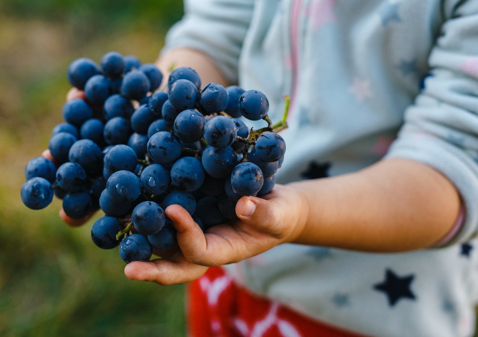 Grape Harvest Festival 2025