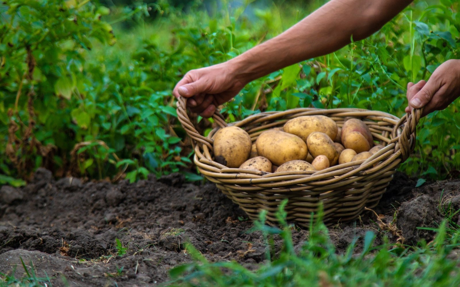 Xylofagou Potato Festival 2025